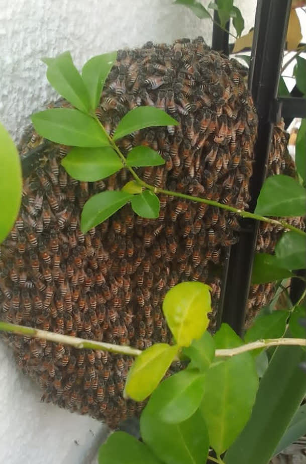 The beehive up close.